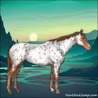 Horse Color:Chestnut Near Leopard 