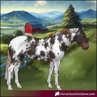 Horse Color:White Spotted Liver Chestnut 