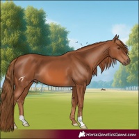Horse Color:Chestnut 