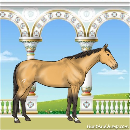 Horse Color:Buckskin 