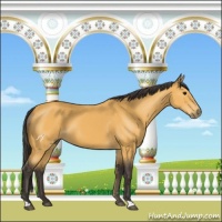 Horse Color:Buckskin 
