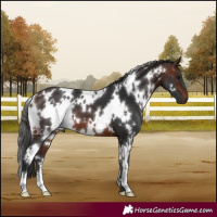 Horse Color:White Spotted Brown 