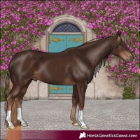 Horse Color:Liver Chestnut 