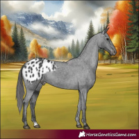Horse Color:Black Appaloosa 