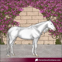 Horse Color:Palomino Frame Near Leopard 