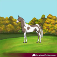 Horse Color:Silver Black Tobiano Frame Rabicano