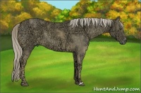 Horse Color:Chocolate Palomino Ice