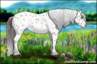 Horse Color:Bay Roan Appaloosa 