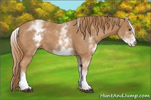Horse Color:White Spotted Chestnut