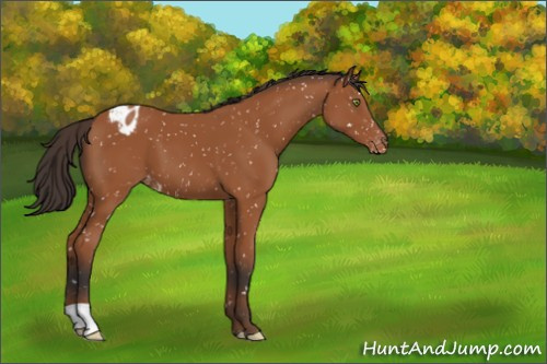 Horse Color:Bay Appaloosa 