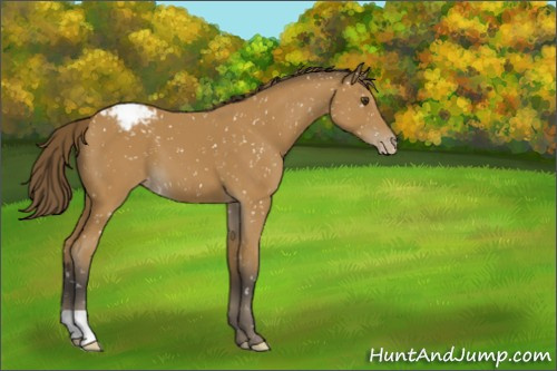 Horse Color:Buckskin Appaloosa 