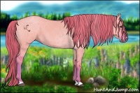 Horse Color:Watercolor Red Dun 