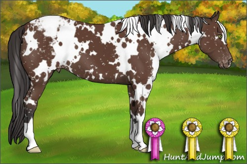 Horse Color:White Spotted Bay Appaloosa 