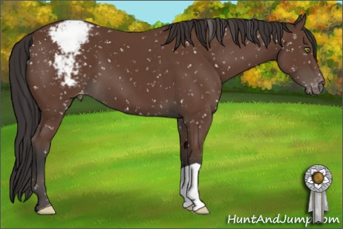 Horse Color:Bay Appaloosa 