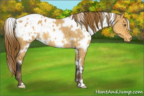 Horse Color:White Spotted Buckskin Dun Appaloosa