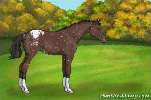 Horse Color:Bay Appaloosa 