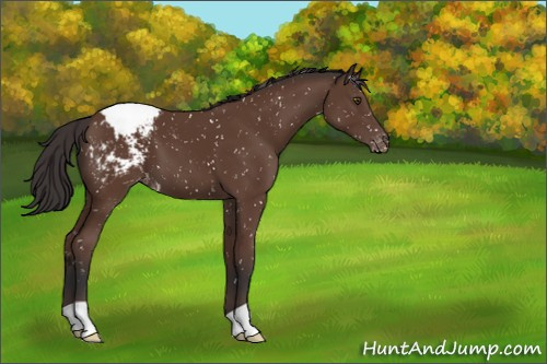 Horse Color:Bay Appaloosa