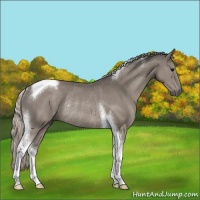 Horse Color:Silver Grullo Tobiano Rabicano