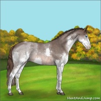 Horse Color:Liver Red Roan Splash Tobiano Rabicano 