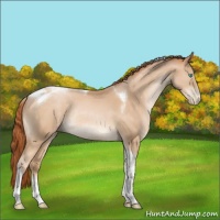 Horse Color:Buckskin Pearl Tobiano Rabicano 