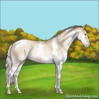 Horse Color:Silver Buckskin Pearl Splash Tobiano Rabicano