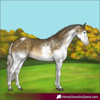 Horse Color:Silver Buckskin Splash Tobiano Rabicano