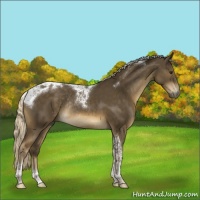 Horse Color:Chocolate Palomino Tobiano Rabicano