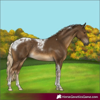 Horse Color:Chocolate Palomino Tobiano Rabicano