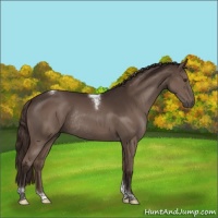 Horse Color:Liver Chestnut Tobiano Rabicano 