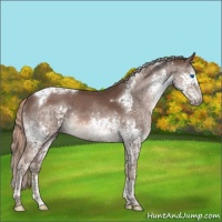 Horse Color:Liver Chestnut Splash Tobiano Rabicano