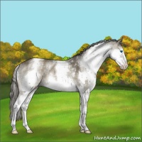 Horse Color:White Spotted Smoky Black Splash Tobiano Rabicano 