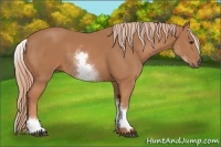 Horse Color:White Spotted Chestnut 