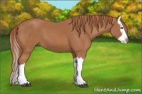 Horse Color:Chestnut Splash 