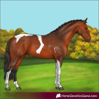 Horse Color:Bay Tobiano 