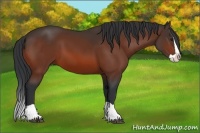 Horse Color:Bay Splash