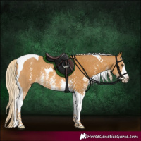 Horse Color:Palomino Sabino Tobiano Rabicano
