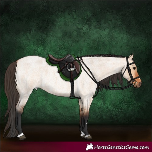 Horse Color:Bay Roan Dun 