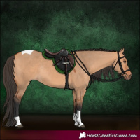 Horse Color:Bay Dun Tobiano Rabicano 