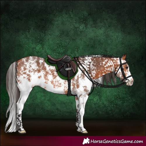 Horse Color:Bay Sabino