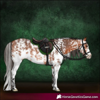 Horse Color:Bay Sabino 