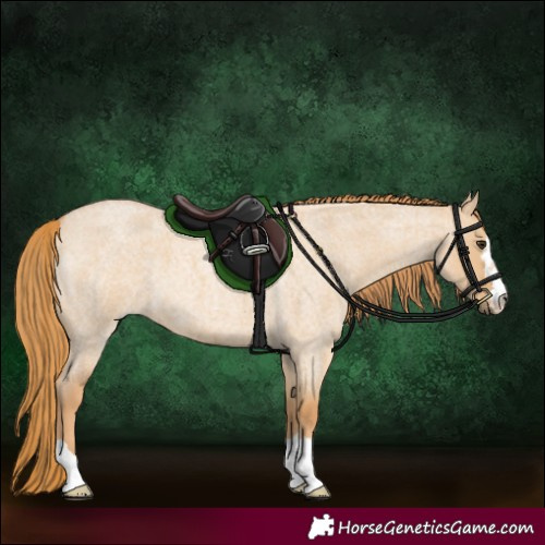 Horse Color:Red Dun Roan