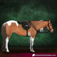 Horse Color:Bay Tobiano 