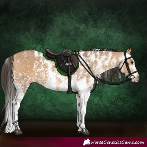 Horse Color:Bay Dun Sabino Rabicano