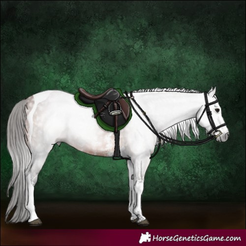 Horse Color:Gray Bay Sabino Tobiano 