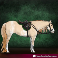 Horse Color:White Spotted Red Dun 