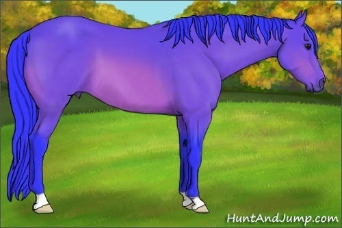 Horse Color:Watercolor Bay 