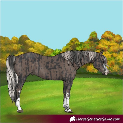 Horse Color:Black  and Silver Black 