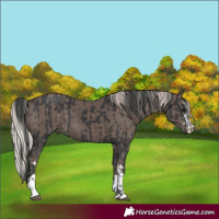 Horse Color:Black and Silver Black