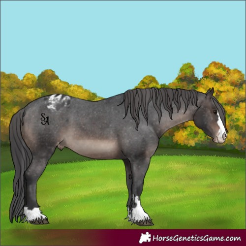 Horse Color:Brown Mushroom Appaloosa 