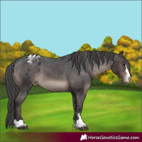 Horse Color:Brown Mushroom Appaloosa 